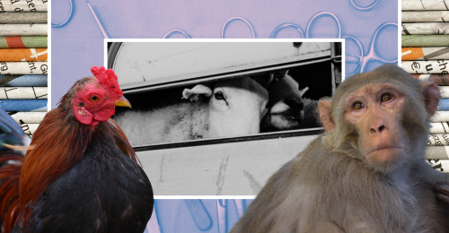 images representing content of newsletter