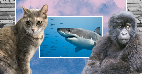 All-Creatures newsletter graphic