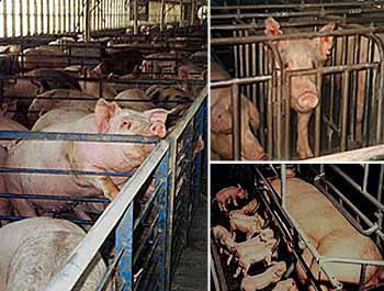 pigs